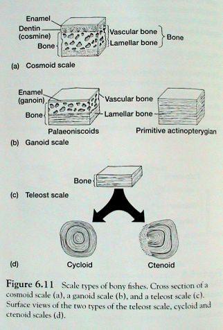 Šupiny basálních Osteichthyes Šupiny ryb: Kosmoidní