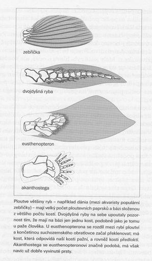 kost (isopedin) Osteichthyes Actinopterygium lepidotrichia měkké