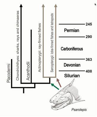 a$$ (Osteolepiformes,$Tetrapoda$L$ čtyřnožci)$ Tradiční!taxon!