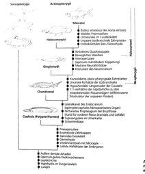 Actinopterygii recentní taxony Actinopterygii Výrazně moderní skupina obratlovců: Teleostei: Cr Q Cladistia bichiři 11 spp. Af Chondrostei jeseteři 30 spp.