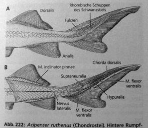 pl Salmo Perca Ocasní ploutev Clupeomorpha: