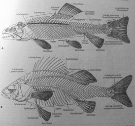 paprsků Salmoniformes : redukce uroneuralií,