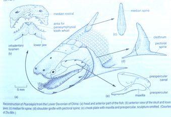 epurale etc Nejstarší Osteichthyes (svrchní