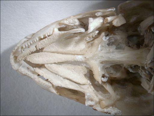 ploché operculum (symplesiomorfie se