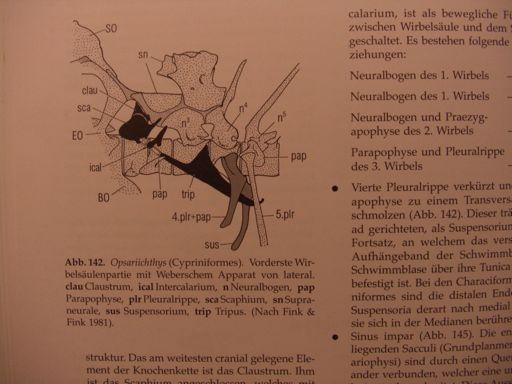 Ostariophysi: Weberův aparát Weberův