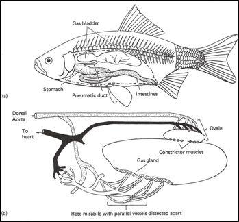 physostomii, physoclistii Physostomi