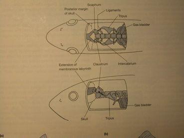 Physoclisti scaphium intercalarium