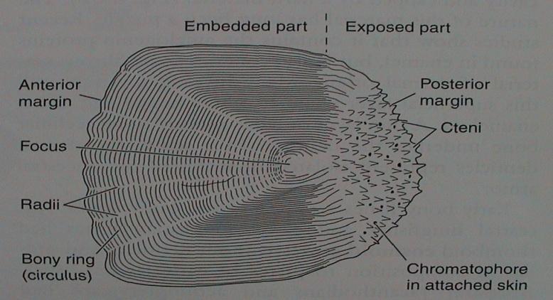 b) kosmoidní (lamelární kost = izopedin, vaskulární kost, dentin=kosmin,