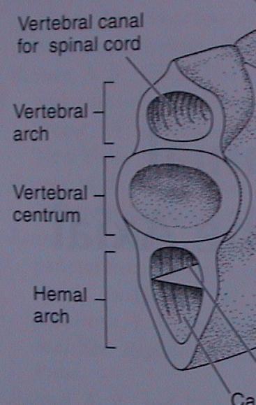 Osní skelet - vertebrae, costae, sternum Obratle: vznik kolem notochordu ze sklerotomu, vývoj nejednotný oblouky (arcualia) dorzální (neurální,