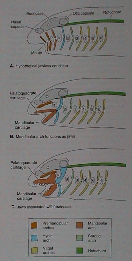 2. viscerocranium ENDOSKELET (viscerální) z ektomezenchymu neurální lišty, chrupavčitý, kostěný žaberní oblouky (9): 0. (2) praemandibulární? 1. (1) čelistní (Otx gen a Dlx geny) horní (?