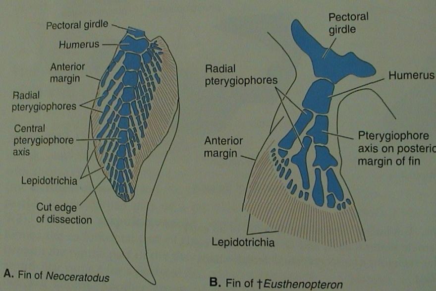 Sarcopterygii (archipterygium) pinnae pectorales pinnae ventrales pásmo: