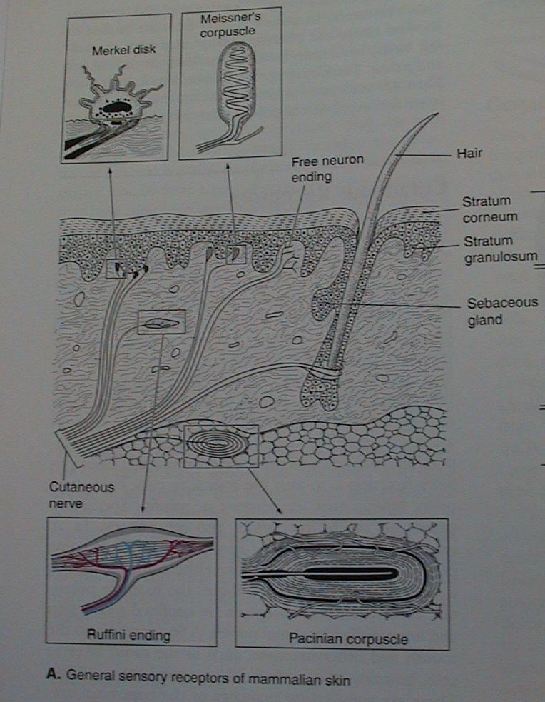 5. Smysly Smyslové buňky: primární a sekundární Receptory: kožní receptory