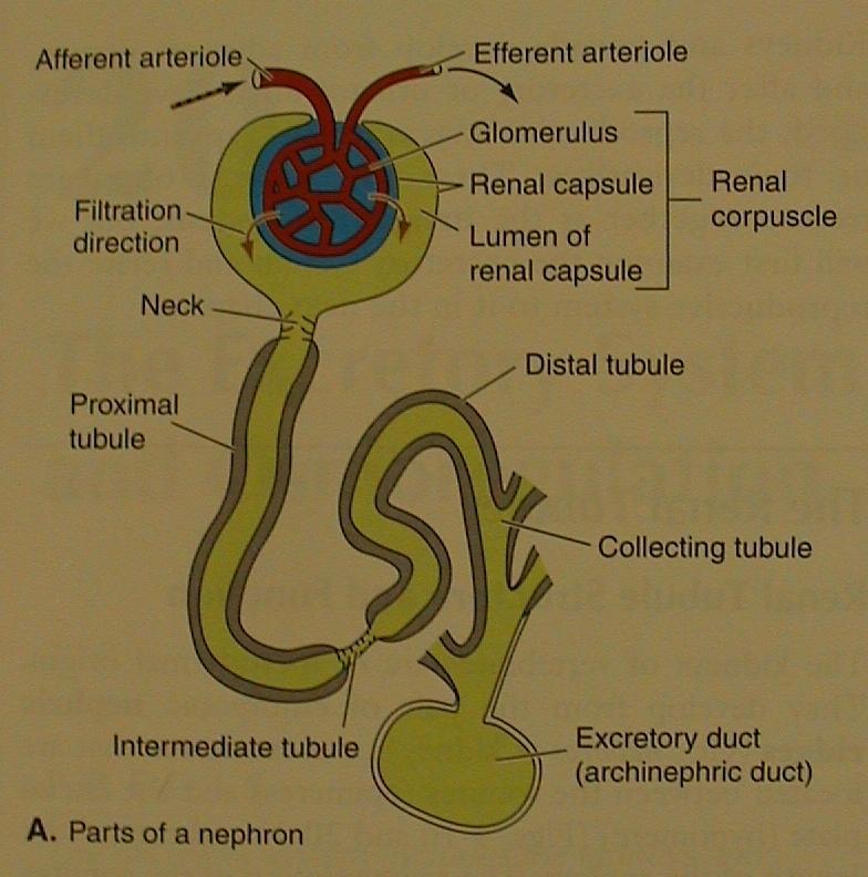 nefron Malpighiho tělísko =