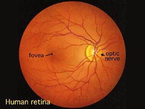 Lidské oko Žlutá skvrna (fovea) je místo na sítnici o průměru cca 0,2 0,5 mm. Nachází se na ose oka, je to místo nejostřejšího vidění, kterým my lidé ostříme.
