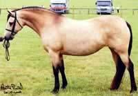 Obr. 1 Connemara (http://www.nationalponysociety.org.uk/standards/bscon.