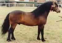 Dnes nesmí výška dartmoorského ponyho přesáhnout 127 cm (12,2 pěstí). Dartmoor se vyskytuje v barvách vraník, hnědák, ryzák a bělouš. Strakoši nejsou povoleni.