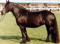 v kohoutku 132 142 cm, byl otužilý, skromný a velmi rychlý. Od 19. století je považován za vyhynulého (EDWARDS, 1994). Výška fell ponyho se udává do 14 pěstí (142,2 cm).
