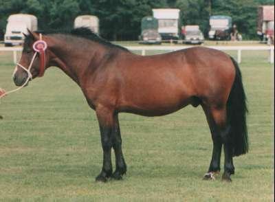 třináctého století o 18-ti velšských klisnách, které byly dovezeny do New Forestu za účelem zlepšení stáda (PEPLOWOVÁ, 1999). V 19.