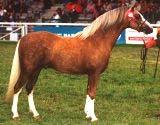 Velšský pony je velmi podobný velšskému horskému ponymu, ale u ponyho sekce B musí být brán zřetel na jezdecký typ plemene.