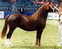 Sekce C - velšský pony v typu kob Kohoutková výška do 137 cm, standard je stejný, jako u sekce D. Obr. 7 Welsh pony sekce C, (http://www.nationalponysociety.org.uk/standards/bswelshcd.htm).