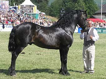 Obr. 8 Welsh pony sekce D (http://www.bbc.co.uk/wales/mid/sites/royal_welsh/pages/royalwelsh2005_wednesday_ cobs.shtml?18
