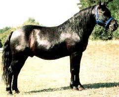 Současný landéský pony je vysoký 118 až 147 cm. Šedá barva kdysi dominující u divokých lesních koní se dnes už v chovu nevyskytuje. Obvyklé zbarvení landéských koní je hnědák, ryzák a vraník.