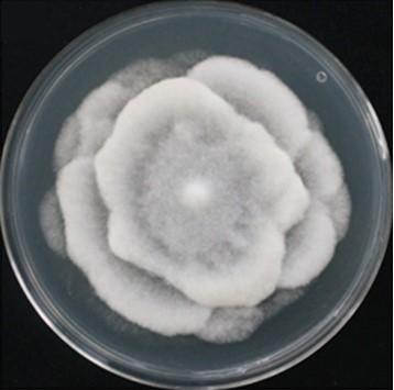 Obrázek 22 - Kolonie druhu Mortiella indohii rostoucí 5 dní na bramborodextrózovém agaru při teplotě 28 C (Yadav, 2015) Rod Aspergillus (českým názvem kropidlák) Systematické zařazení: oddělení