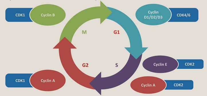 ASCO 2012; Abstract 559. 2. Baselga J, et al. N Engl J Med. 2012; 366(6): 520 529. Obr. 5. Buněčný cyklus cyklin dependentní kinázy jsou klíčovými regulátory v po sobě jdoucích fázích buněčného cyklu, v G1, S, G2, a M fázi 1.