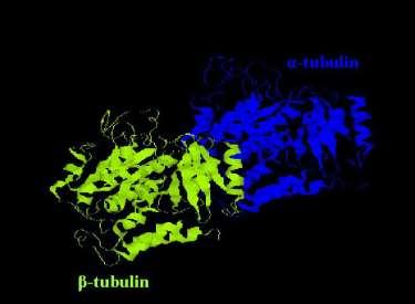 Mikrotubuly Tubuliny: a i b tubulin má velikost okolo 50kDa a je složen z asi 450 AK Sekvenční homologie mezi a a b