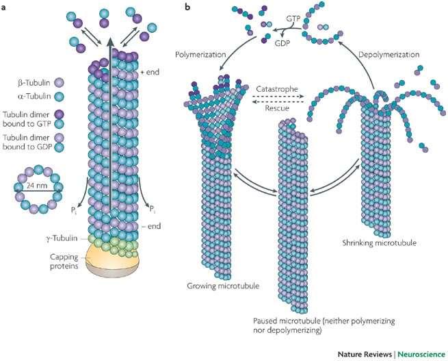 Cytoplazmatické mikrotubuly jsou dynamické