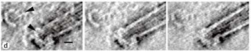 Nukleace rostlinných MT MTOC (mikrotubuly organizující centra) g-tubulin ring complex (TuRC): -nukleuje jednotlivé MT -obsahuje 10-14 γ-tubulinů a alespoň 5 dalších proteinů.