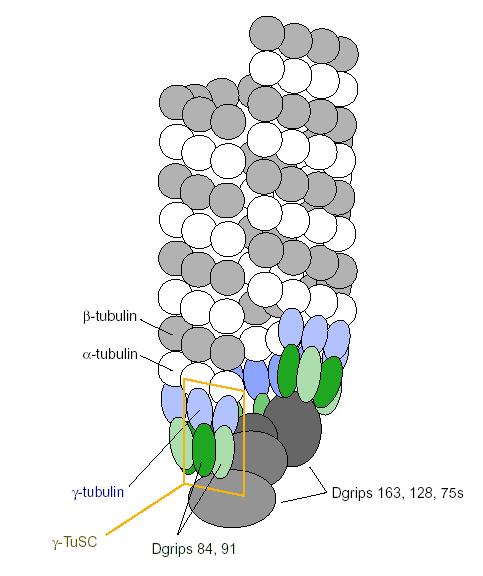 g-tubulin ring