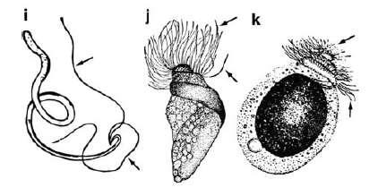 Bičíky a cilie u rostlin - Pohyblivé buňky řas: bičíky - Vyšší rostliny: ztráta pohyblivosti buněk ztráta bičíků a cilií Výjimka: pohyblivé spermatické buňky s bičíky a ciliemi primitivnějších