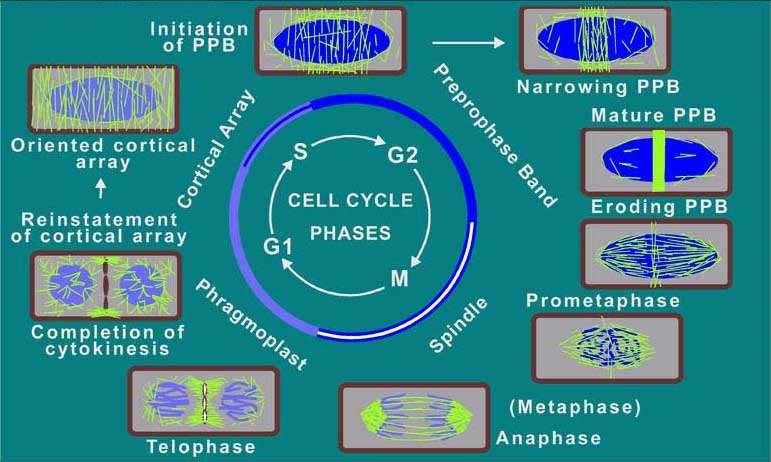 Pět mikrotubulárních struktur v průběhu buněčného cyklu rostlinné buňky Kortikální