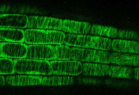 Kortikální mikrotubuly kořene