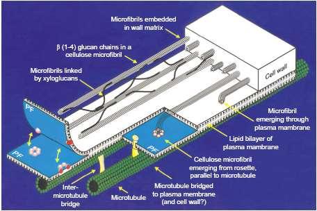 Role kortikálních MT v syntéze buněčné stěny - model - MT a celulóza mají vzájemný vliv na své uspořádání, ale mohou