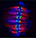 kinetochory chromozómy Mitotické