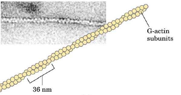 Aktin Aktinová filamenta: Základní stavební jednotka aktinových vláken je globulární protein aktin.