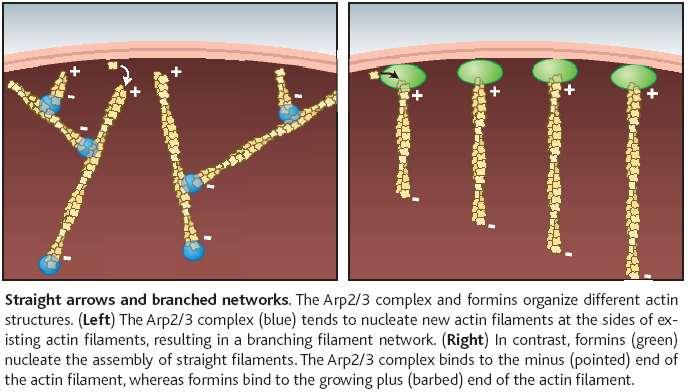 Proteiny asociované s aktinem (AAPs) Arp2/3 komplex komplex 7 podjednotek (ARP2 a ARP3 největší, podobné aktinu).