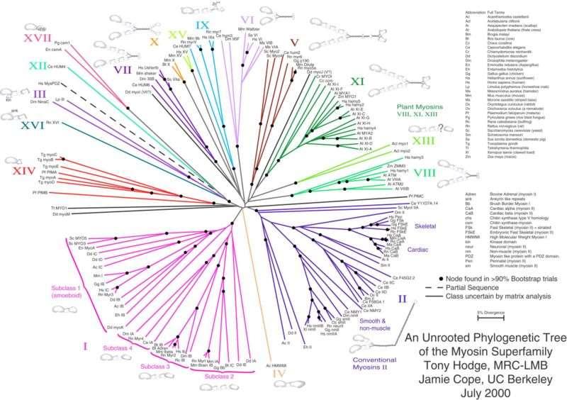 Proteiny asociované s aktinem (AAPs) - myoziny Rostlinné myoziny spadají do 2 rostlinně