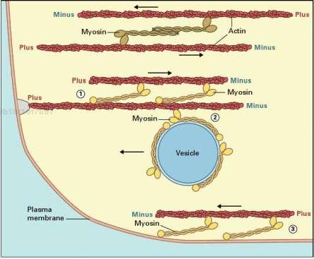 Proteiny asociované s aktinem (AAPs) - myoziny Funkce myozinů: - Pohyb cytoplazmy - Plazmodesmy, lokalizace na ER (rodina VIII) - Interakce s organelami (podtřída myozinů XI) MYA2