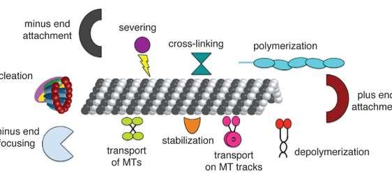 Proteiny asociované s