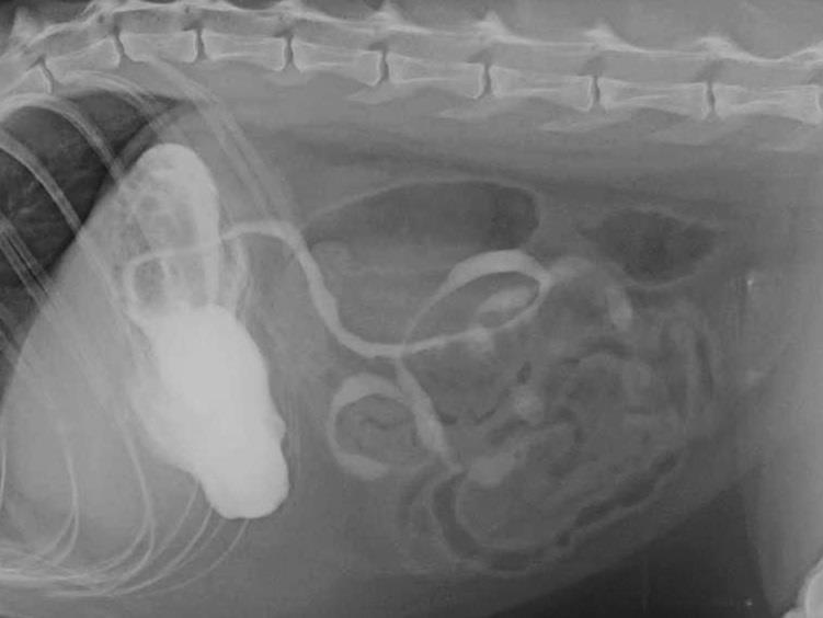 Jodové k. l. ionické kontrastní vyšetření GIT Nižší kontrast než baryové k. l. Osmoticky aktivní - dehydratace, projímavé účinky V průběhu pasáže GIT se ředí Ve srovnání s baryovými k. l. rychlejší pasáž Při aspiraci - riziko edému plic!