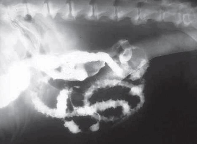 Gastroenterografie nařasení střevních kliček (korugace) Převzato z: Washabau, Day (2013) Korugace jedná se o nespecifický nález Příčiny: -