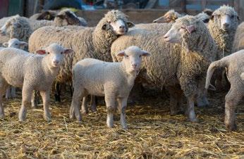 nými zvířaty, kontaminovaným materiálem (hnůj, sláma, vlna), nebo požitím nepasterovaného mléka. Přenos z člověka na člověka je vzácný a přenos klíštětem je velmi vzácný.