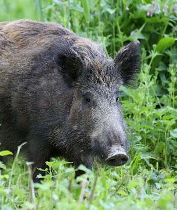 Je vysoce rezistentní vůči nízkým teplotám i vysušení. V evropských podmínkách jsou k nákaze vnímavá jak divoká, tak i volně žijící a domácí prasata.