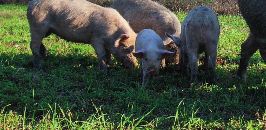 dé a závisí na druhu zvířete a na jeho stáří. U prasat se onemocnění projevuje především příznaky postižení CNS, dýchacího traktu a aborty.