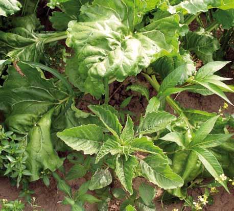 : Innovation of Material-constructional Solutions of Plough Blade in Area of Conventional Soil Processing in Sugar Beet Cultivation Sustainability in the