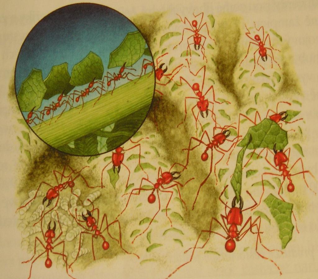 Mravenci první pěstitelé hub Termiti asko(xylaria) i bazidiomycety (Termitomyces) Mravenci Atta Rozites