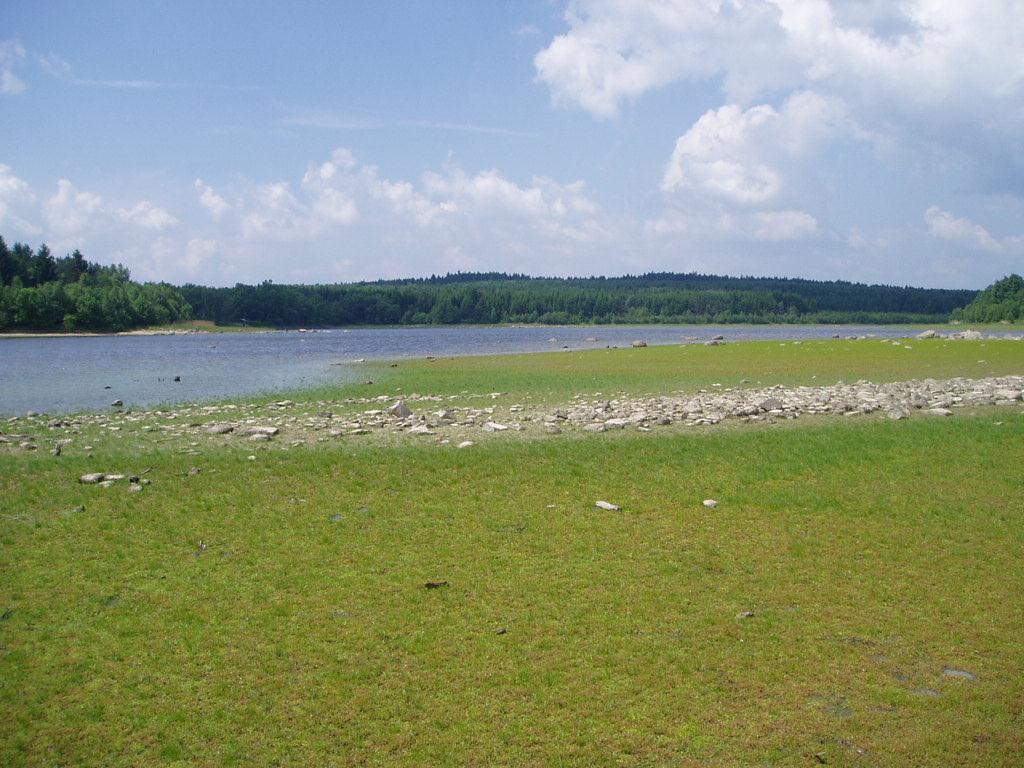 Posledním zaznamenaným druhem je konipas bílý (Motacilla alba). Poprvé jsme ho na lokalitě zjistili 8. 6. a to jeden exemplář. 9. 6., to byly tři exempláře a 10. 6. pět exemplářů.